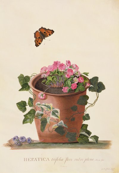 Hepatica Trifolia (Nobilis), 1745 by Georg Dionysius Ehret
