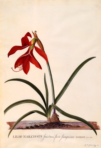 Lilio-Narcissus Jaobean Lily by "Georg Dionysius Ehret