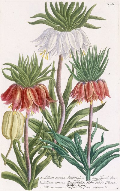 Lilium corona Imperialis by Georg Dionysius Ehret