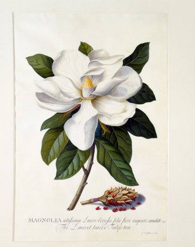 Magnolia Grandiflora by "Georg Dionysius Ehret