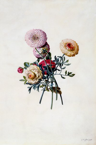 Mixed Ranunculas, c. 1743 hand coloured engraving by "Georg Dionysius Ehret