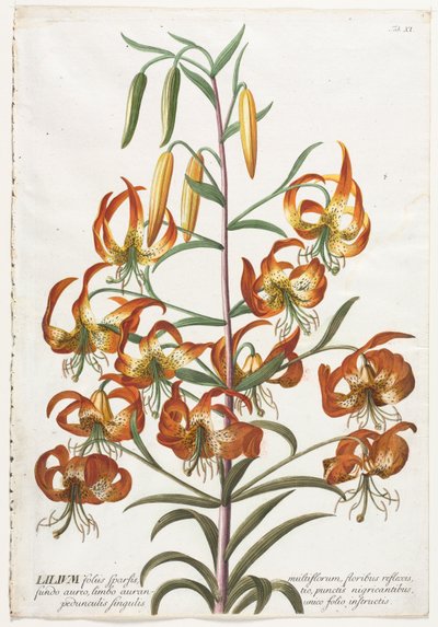 Plantae Selectae: No. 11 - Lily by Georg Dionysius Ehret