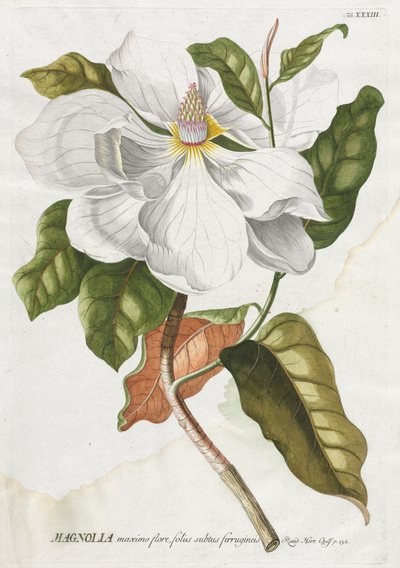 Plantae Selectae: No. 33 - Magnolia by Georg Dionysius Ehret