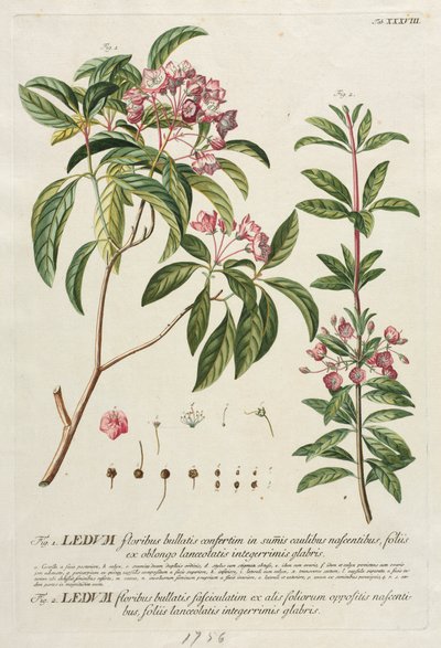 Plantae Selectae: No. 38 by Georg Dionysius Ehret