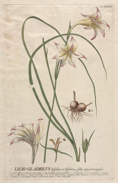 Selected Plants: No. 39 - Lilio-Gladiolus by Georg Dionysius Ehret