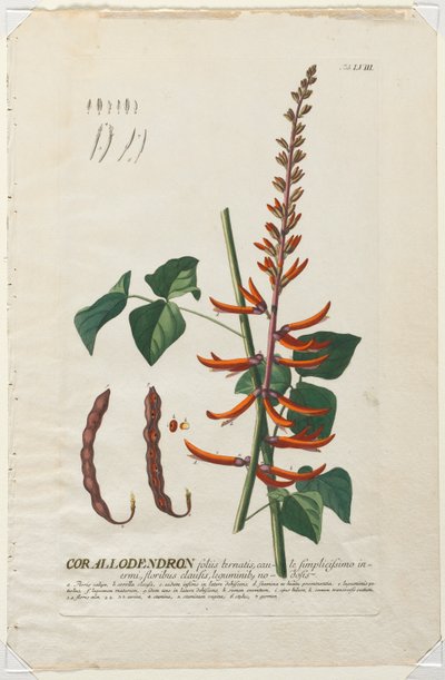 Plantae Selectae: No. 58 - Corallodendron by Georg Dionysius Ehret