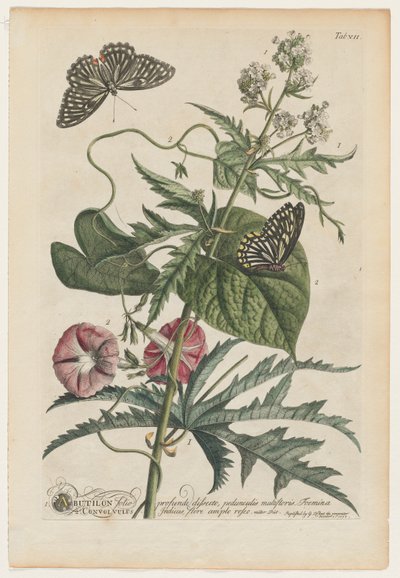 Plantae et papiliones rariores: No. 7 by Georg Dionysius Ehret