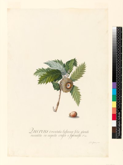 Quercus Orientalis, 1742 by Georg Dionysius Ehret