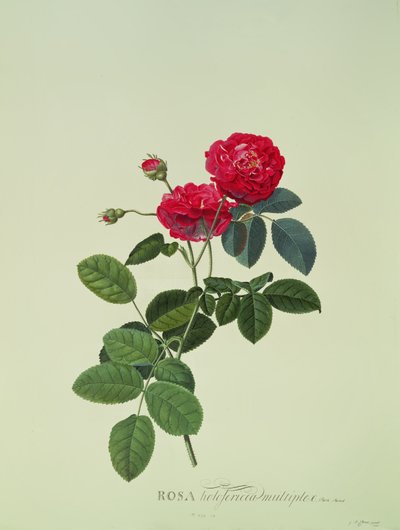 Rosa: Holoferica multiplex (Park Parade) by Georg Dionysius Ehret
