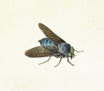 The Horsefly, 18th century by Georg Dionysius Ehret