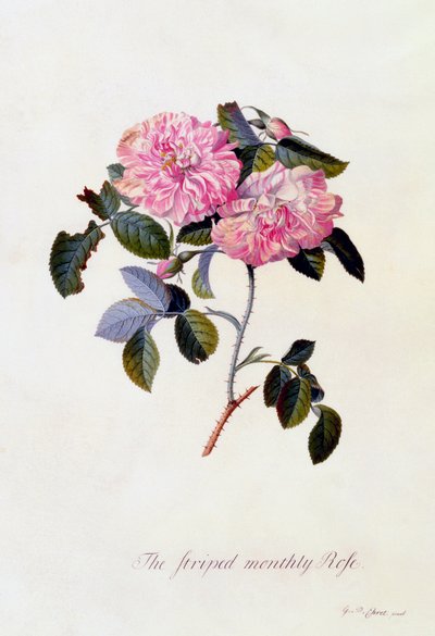 The Striped Monthly Rose, c. 1745 by "Georg Dionysius Ehret