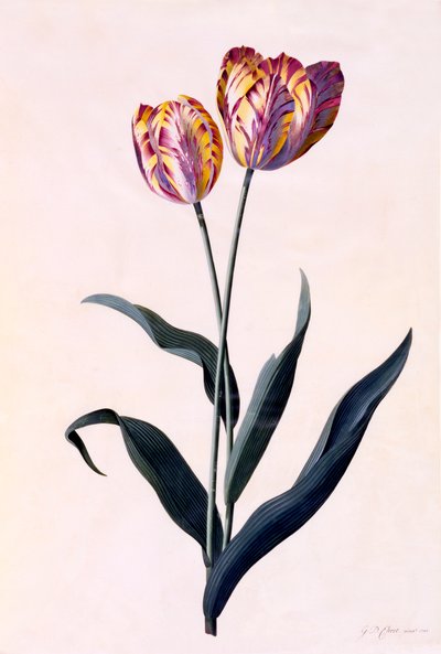 Tulip, c. 1744 Hand Coloured Engraving by "Georg Dionysius Ehret