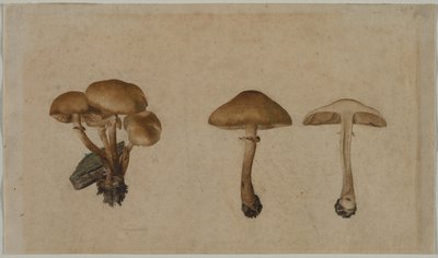 Mushrooms by Georg Wilhelm Baurenfeind