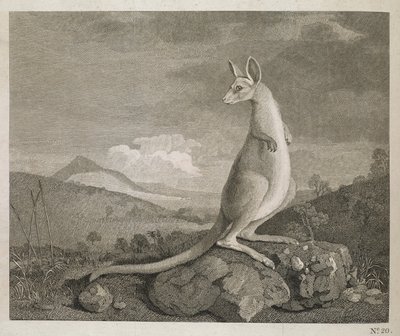 An Animal Found on the Coast of New Holland called Kangaroo by George (after) Stubbs