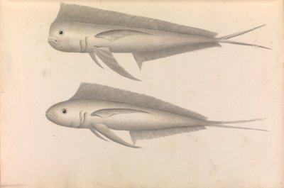 Account of Commodore George Anson
