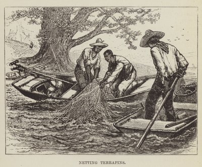 Netting Terrapins by George Augustus Sala