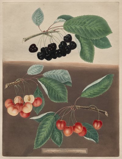 Pomona Britannica: No. 10 - Cherries by George Brookshaw