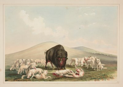 Buffalo Hunt, White Wolves Attacking a Buffalo Bull, pl. 10 from the North American Indian Portfolio by George Catlin