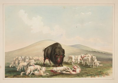 Buffalo Hunt, White Wolves Attacking a Buffalo Bull, Plate 10 from the North American Indian Portfolio by George Catlin