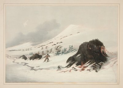 Dying Buffalo Bull, in Snow Drift, plate 17 from the North American Indian Portfolio by George Catlin