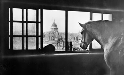 Horse Overlooking St Paul