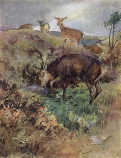 Illustration for The Story of a Red Deer by George Denholm Armour