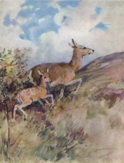 Illustration for The Story of a Red Deer by George Denholm Armour