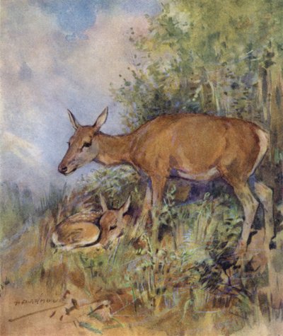 Illustration for The Story of a Red Deer by George Denholm Armour