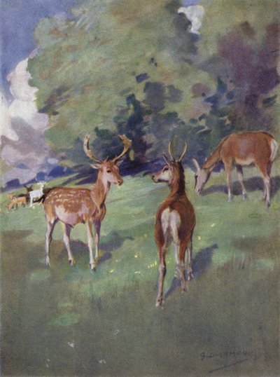 Illustration for The Story of a Red Deer by George Denholm Armour