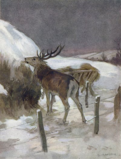 Illustration for The Story of a Red Deer by George Denholm Armour