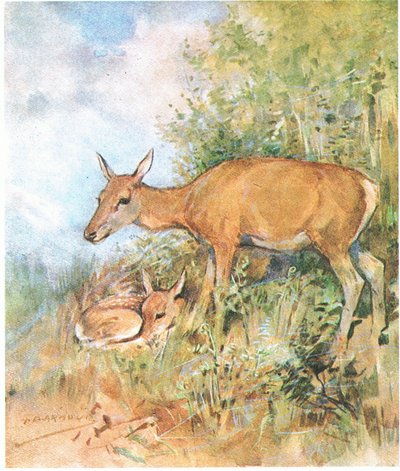 She Always Had a Cosy Bed Ready for Him in Grass or Fern by George Denholm Armour