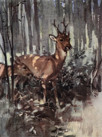 The Roe Keep to the Woodland by George Denholm Armour
