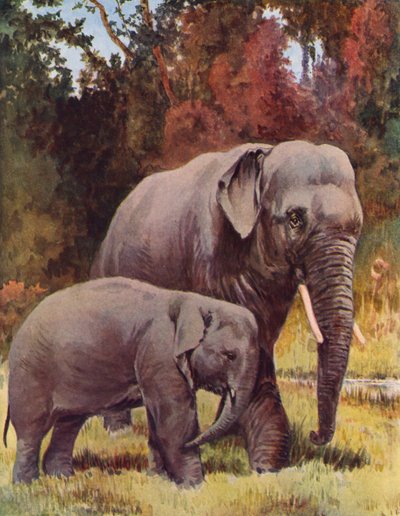 Elephants in the Jungle by George Derville (after) Rowlandson