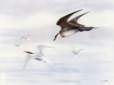 Arctic-Tern Chased by Arctic-Skua by George Edward (after) Lodge
