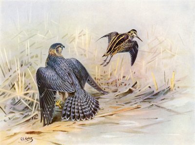 Jack-Snipe Missed by a Merlin by George Edward (after) Lodge