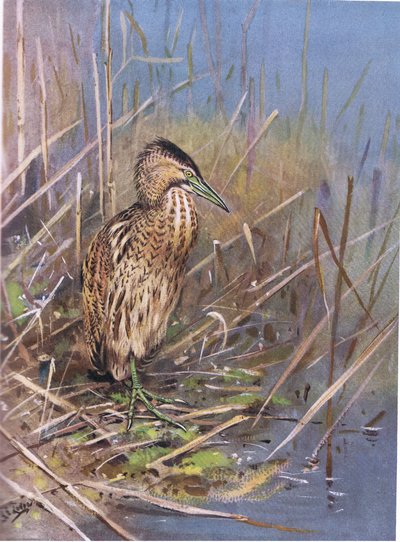European Bittern by George Edward Lodge
