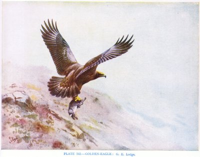 Golden Eagle, illustration from 