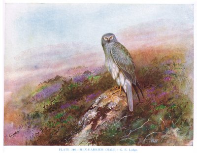 Hen Harrier (male), illustration from 