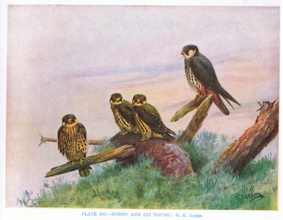 Hobby and Young, illustration from 