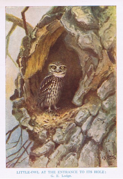 Little Owl at Nest Hole, Illustration from 