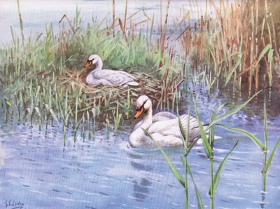 Mute Swan by George Edward Lodge