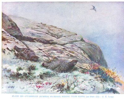 Ptarmigan Hiding from Hawk, Illustration from 