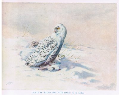 Snowy Owl with Hare, illustration from 
