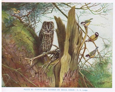 Tawny Owl mobbed by small birds, illustration from 