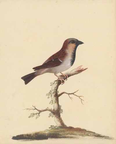 Cock Sparrow by George Edwards