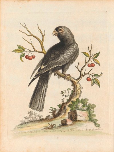 Birds I Singapore Plate 5 by George Edwards