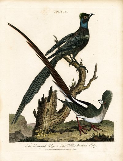 Glossy Starlings (Colius) by George Edwards