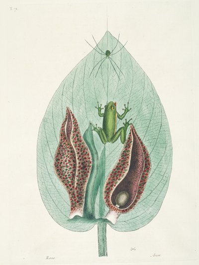 Greater and Lesser Humming Birds from Surinam by George Edwards