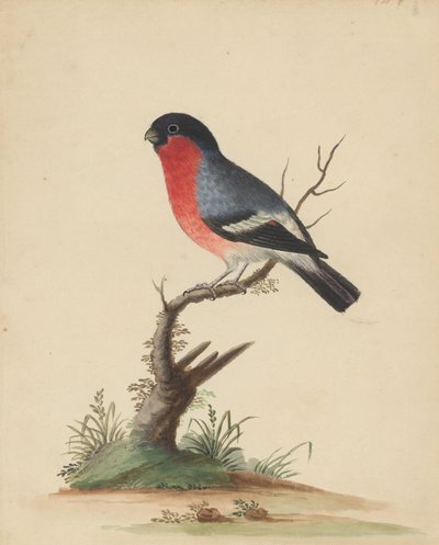 Red-Breasted Bird by George Edwards
