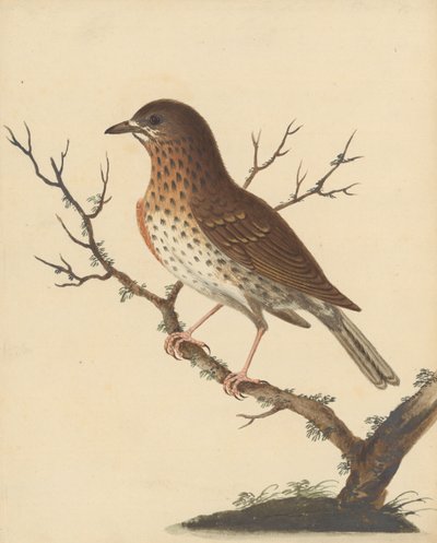 Song Thrush by George Edwards